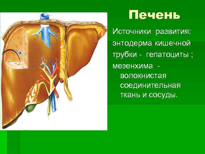 Пищеварительные железы ткани