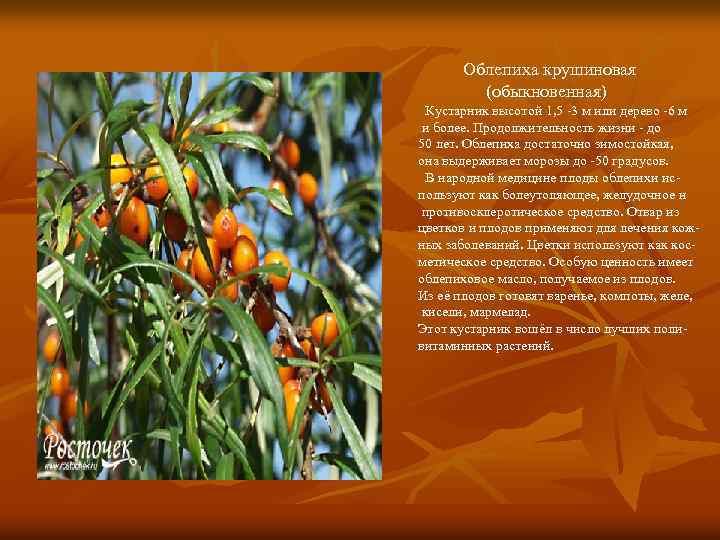 Облепиха крушиновая (обыкновенная) Кустарник высотой 1, 5 -3 м или дерево -6 м и