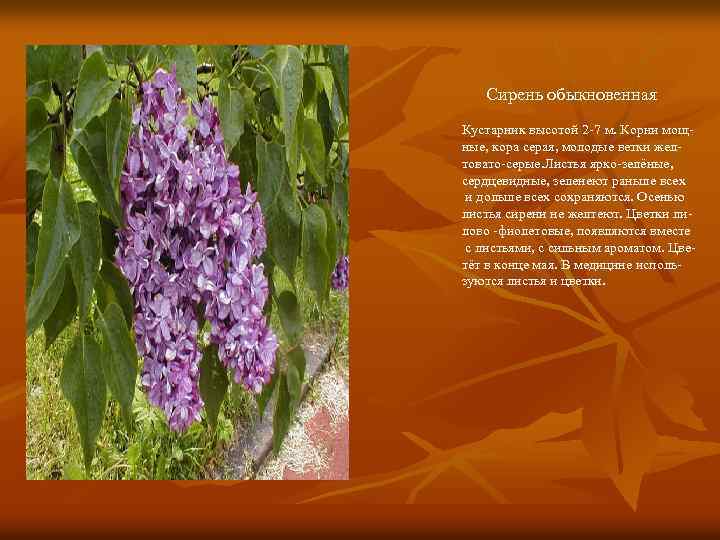 Сирень обыкновенная Кустарник высотой 2 -7 м. Корни мощные, кора серая, молодые ветки желтовато-серые.