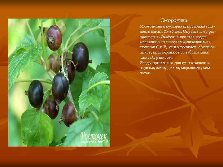 Смородина Многолетний кустарник, продолжительность жизни 25 -30 лет. Окраска ягод разнообразна. Особенно ценятся ягоды