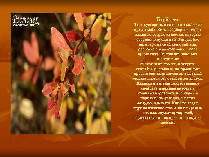 Барбарис Этот кустарник называют «колючей красоткой» . Ветки барбариса имеют длинные острые колючки, которые