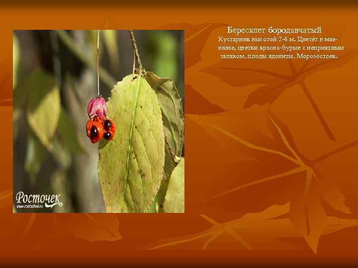 Бересклет бородавчатый Кустарник высотой 2 -4 м. Цветёт в маеиюне, цветки красно-бурые с неприятным