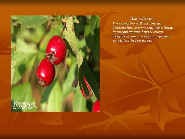 Боярышник Кустарник 3 -5 м. Растёт быстро. Светолюбив, цветёт в мае-июне. Цветы преимущественно белые.