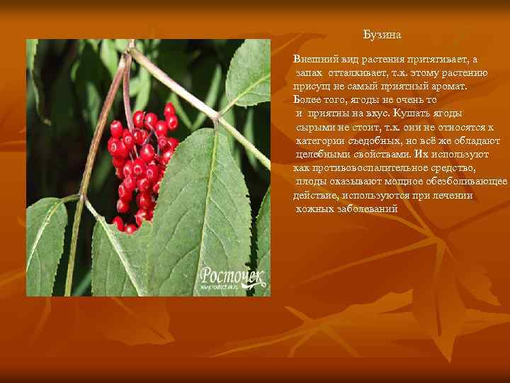 Бузина Внешний вид растения притягивает, а запах отталкивает, т. к. этому растению присущ не