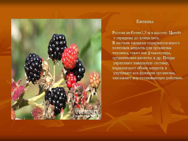 Ежевика Ростом не более 1, 5 м в высоту. Цветёт с середины до конца