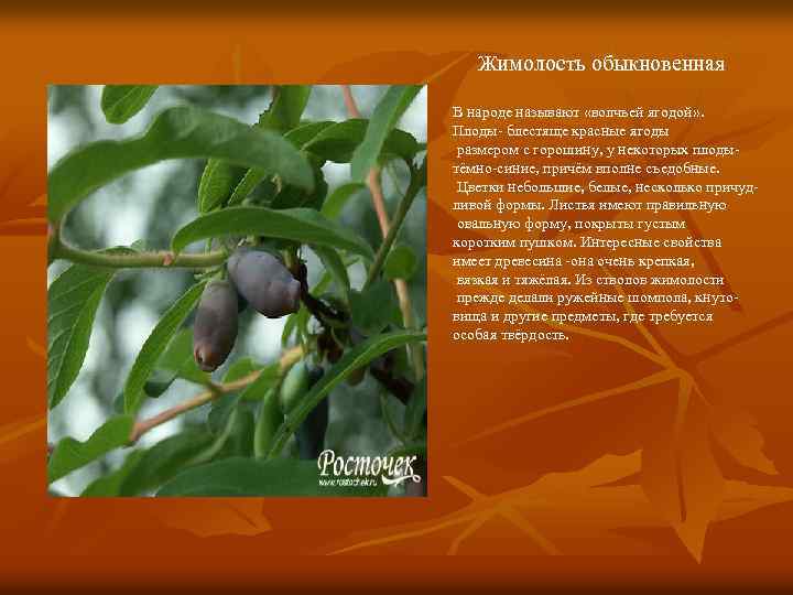 Жимолость обыкновенная В народе называют «волчьей ягодой» . Плоды- блестяще красные ягоды размером с