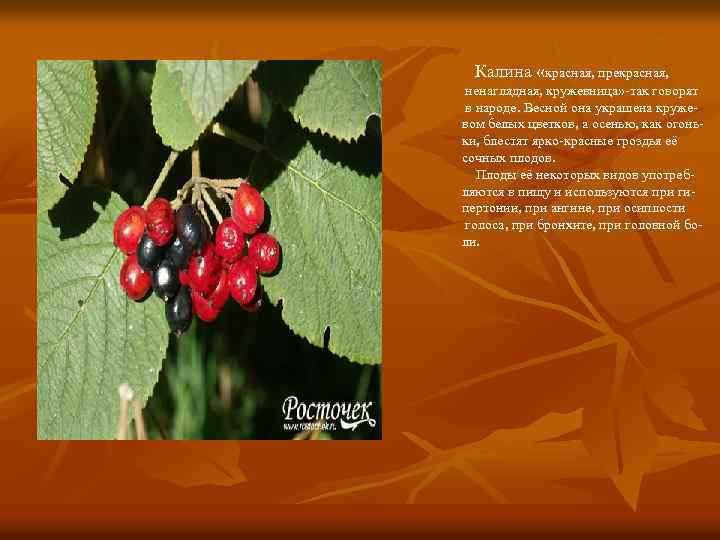 Калина «красная, прекрасная, ненаглядная, кружевница» -так говорят в народе. Весной она украшена кружевом белых