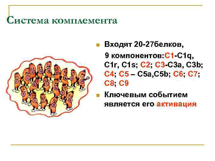 Система комплемента n n Входят 20 -27 белков, 9 компонентов: C 1 -C 1