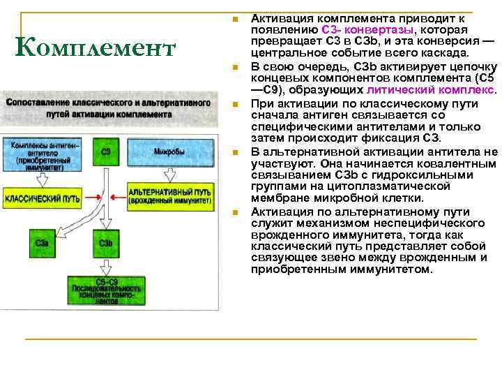 n Комплемент n n Активация комплемента приводит к появлению С 3 - конвертазы, которая