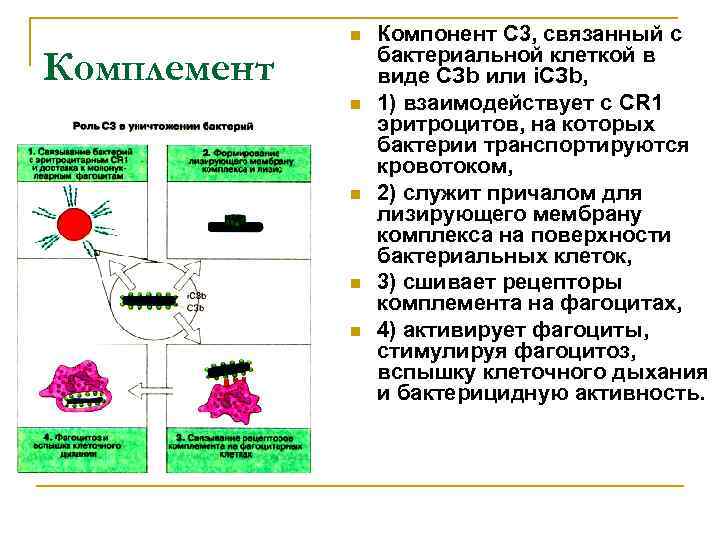 Комплемент n n n Компонент С 3, связанный с бактериальной клеткой в виде СЗb