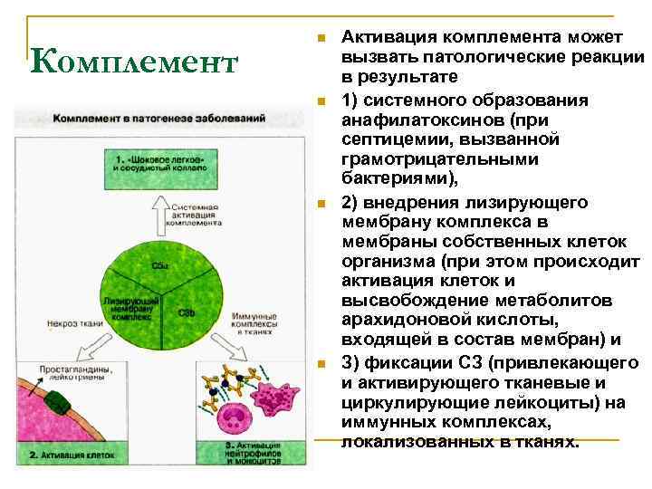 Комплемент n n Активация комплемента может вызвать патологические реакции в результате 1) системного образования