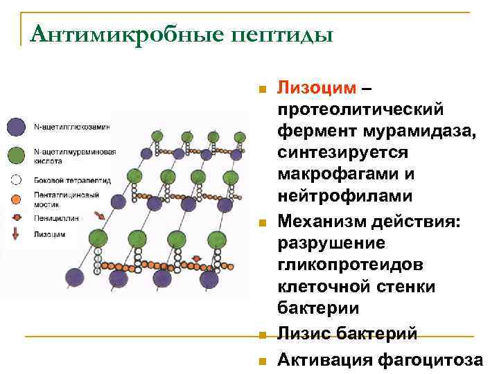 Антимикробные пептиды иммунология презентация