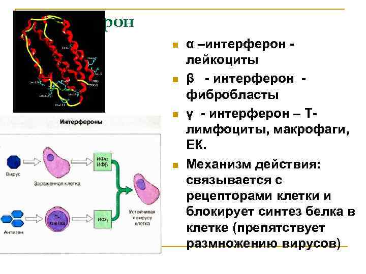 Интерферон n n α –интерферон лейкоциты β - интерферон фибробласты γ - интерферон –