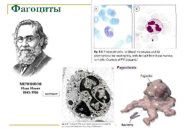 Фагоциты и лимфоциты. Фагоциты крови человека. Разновидности фагоцитов. Фагоциты клетки человека.