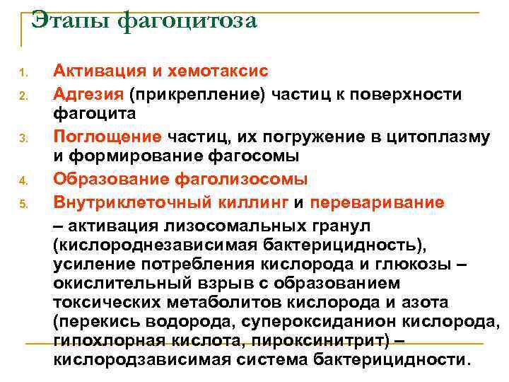 Этапы фагоцитоза 1. 2. 3. 4. 5. Активация и хемотаксис Адгезия (прикрепление) частиц к