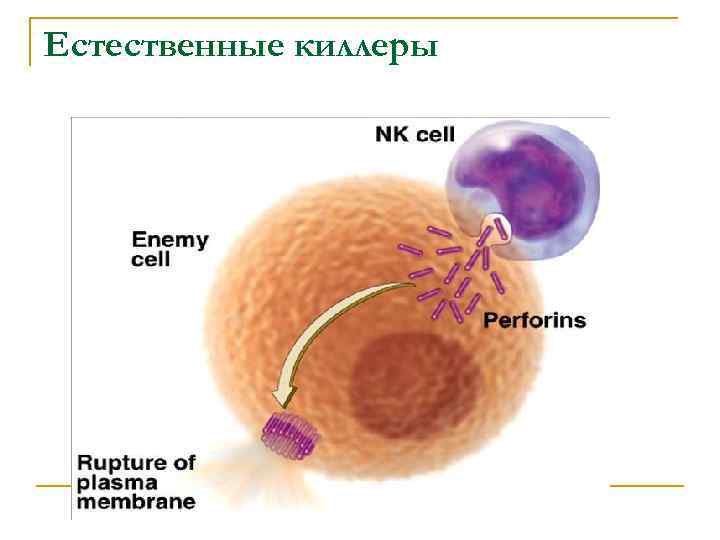 Натуральные клетки. Естественные клетки киллеры в иммунологии. Функции натуральных киллеров иммунология. Функции естественных киллеров иммунология. Механизм действия натуральных киллеров.