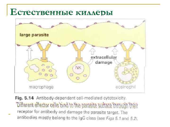 Естественные киллеры 