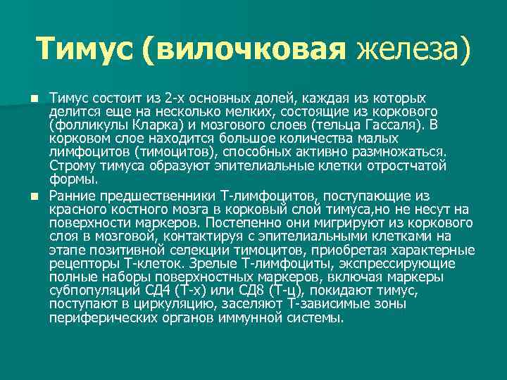 Тимус (вилочковая железа) Тимус состоит из 2 -х основных долей, каждая из которых делится