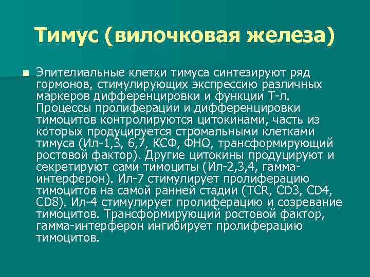 Тимус (вилочковая железа) n Эпителиальные клетки тимуса синтезируют ряд гормонов, стимулирующих экспрессию различных маркеров