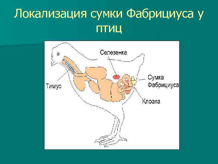 Локализация сумки Фабрициуса у птиц 