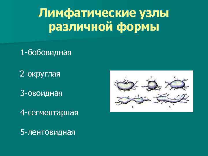 Лимфатические узлы различной формы 1 -бобовидная 2 -округлая 3 -овоидная 4 -сегментарная 5 -лентовидная