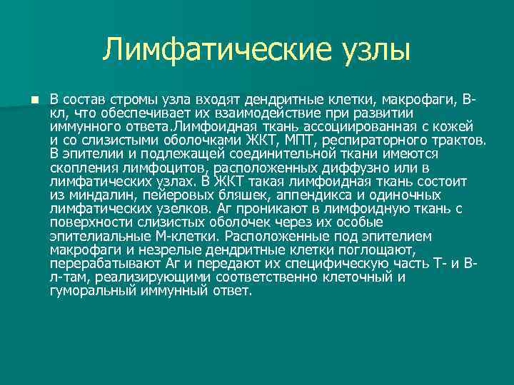 Лимфатические узлы n В состав стромы узла входят дендритные клетки, макрофаги, Вкл, что обеспечивает