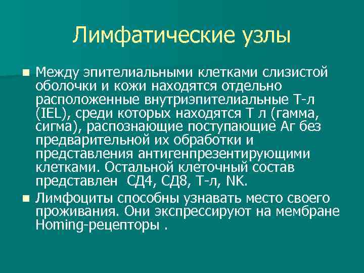 Лимфатические узлы Между эпителиальными клетками слизистой оболочки и кожи находятся отдельно расположенные внутриэпителиальные Т-л