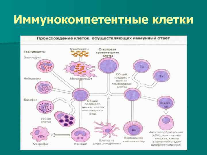 Иммунокомпетентные клетки презентация