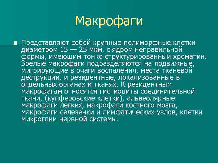 Макрофаги n Представляют собой крупные полиморфные клетки диаметром 15 — 25 мкм, с ядром
