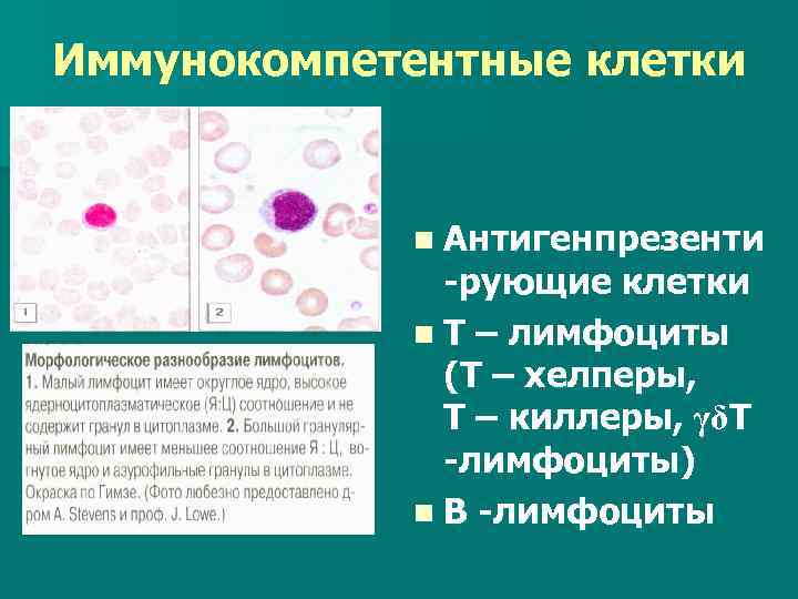 Иммунокомпетентные клетки презентация