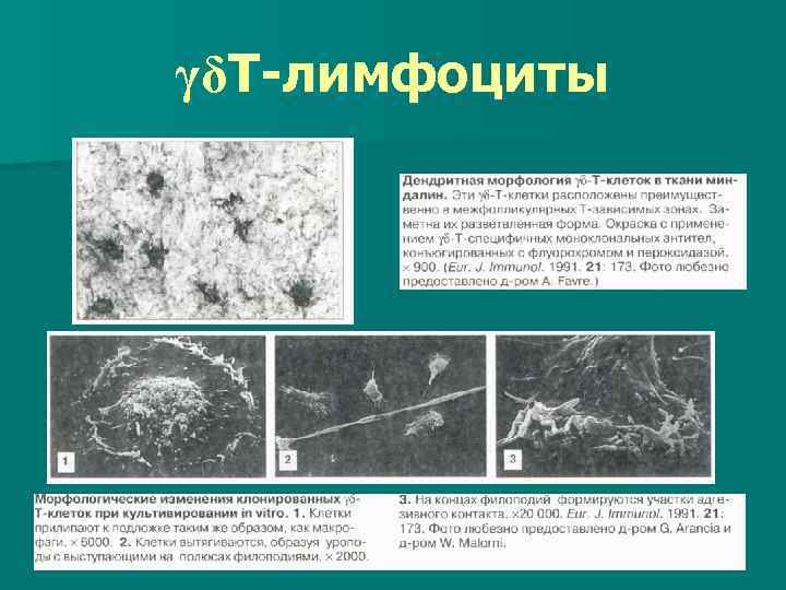 γδТ-лимфоциты 