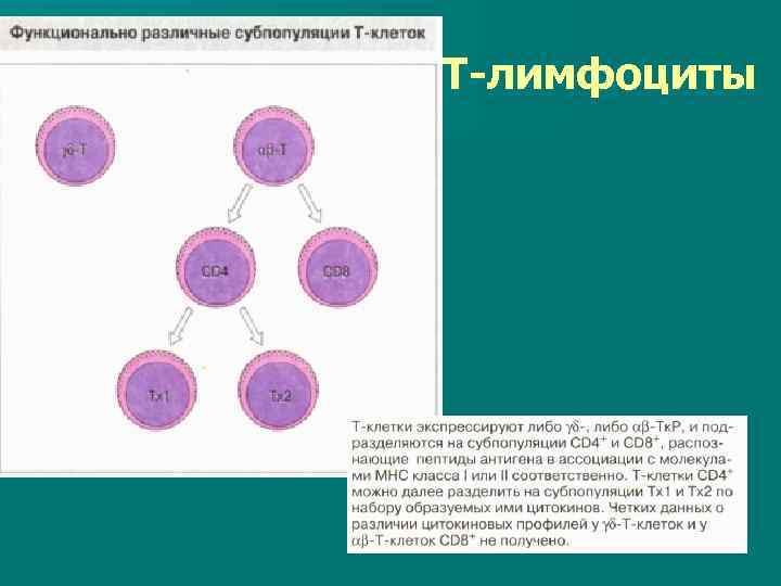 Какие клетки способны к делению. Т1 и т2 лимфоциты различаются. Лимфоидные клетки в лимфоциты. Лимфоциты способны к делению?. Малый лимфоцит характеризуется.