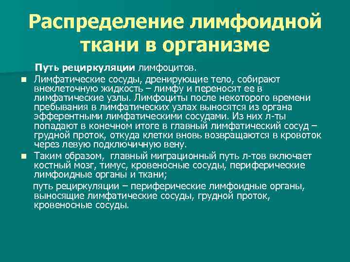 Распределение лимфоидной ткани в организме Путь рециркуляции лимфоцитов. n Лимфатические сосуды, дренирующие тело, собирают