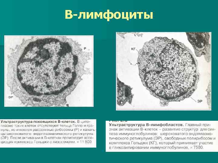 В-лимфоциты 