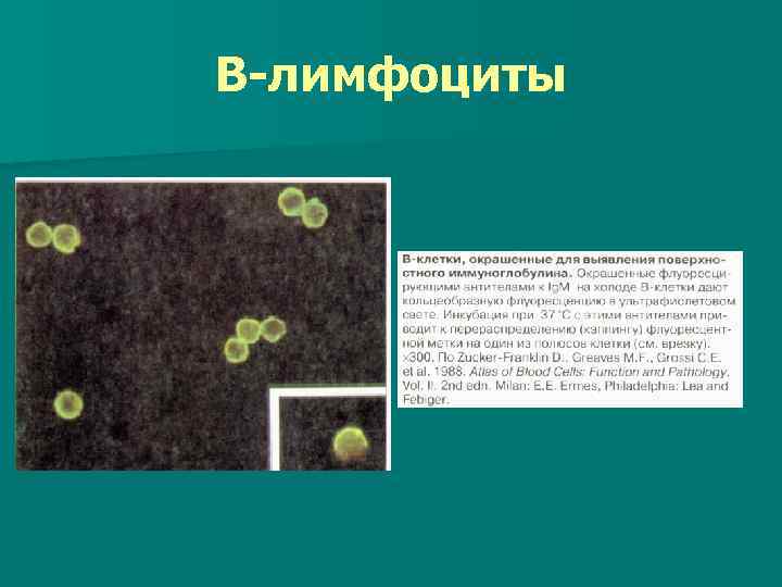 В-лимфоциты 