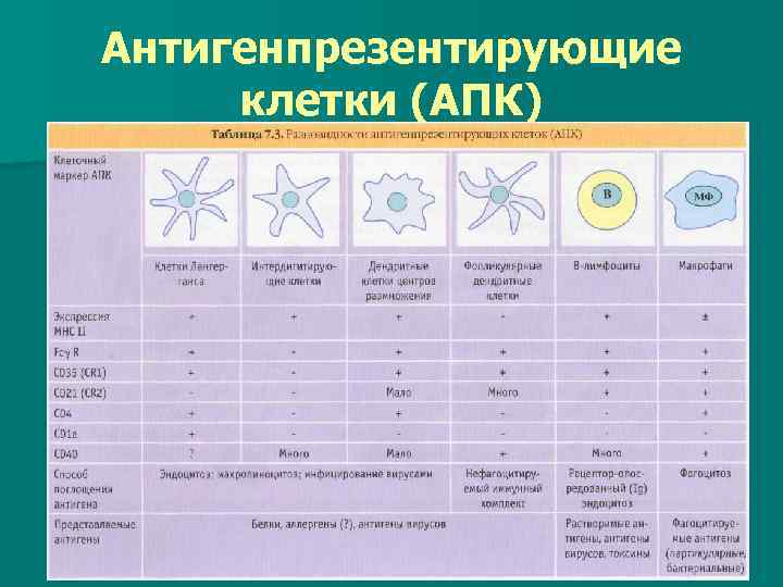 Антигенпрезентирующие клетки (АПК) 