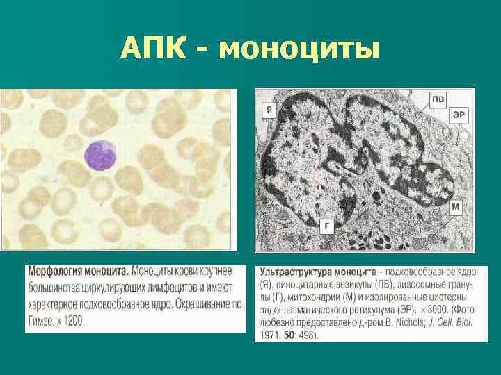 АПК - моноциты 