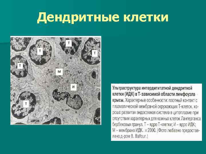 Дендритные клетки 