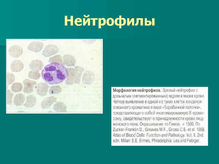 Нейтрофилы 