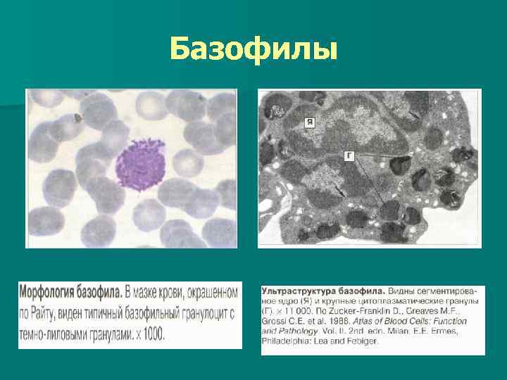 Базофилы 