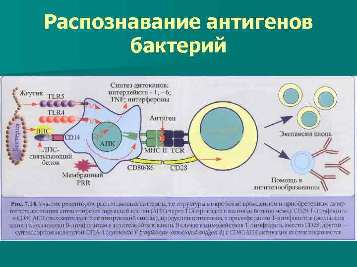 О антиген бактерий это