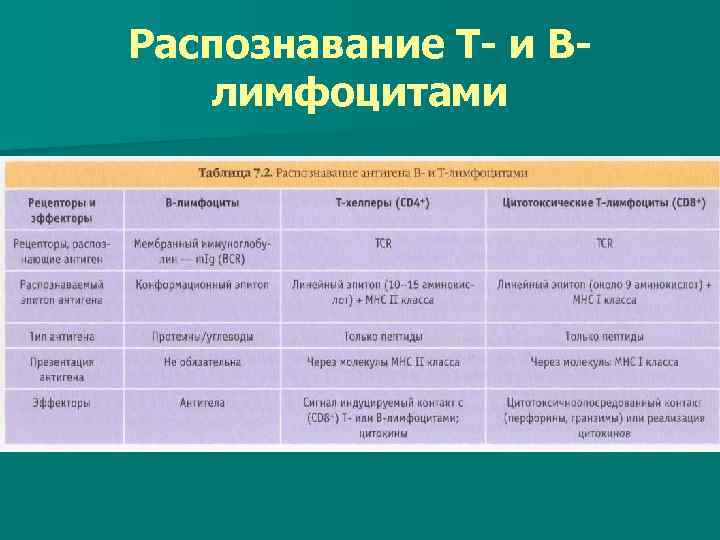 Распознавание Т- и Влимфоцитами 