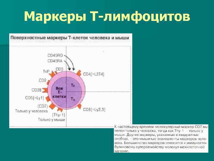 Маркеры Т-лимфоцитов 