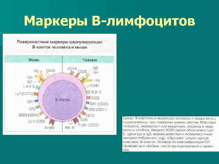 Маркеры В-лимфоцитов 