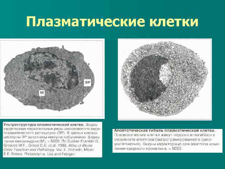 Схема строения плазмоцита