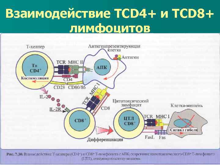 Взаимодействие ТCD 4+ и TCD 8+ лимфоцитов 