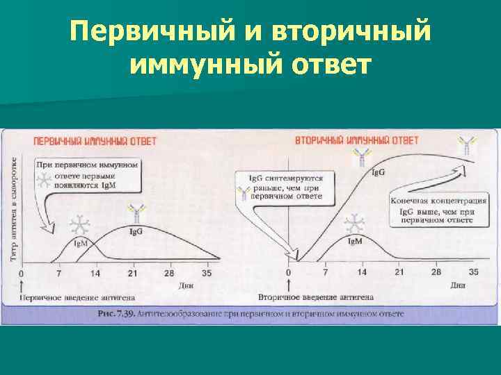Первичный и вторичный иммунный ответ 