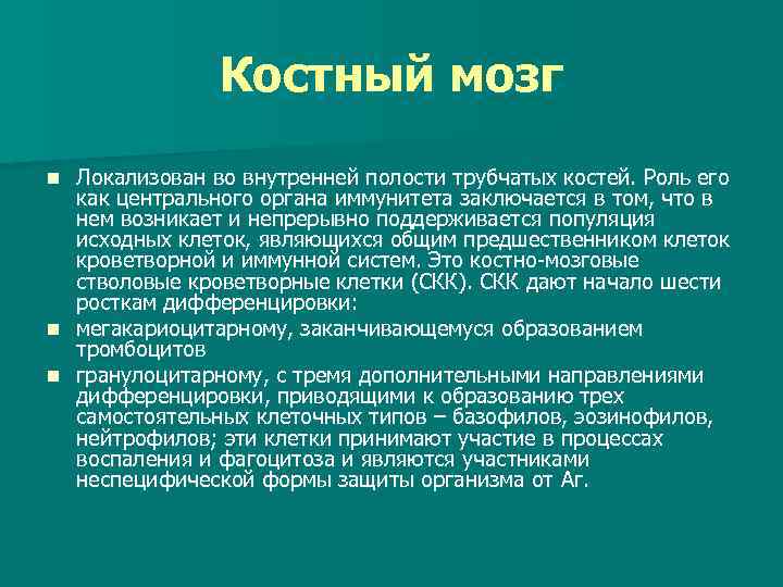 Костный мозг Локализован во внутренней полости трубчатых костей. Роль его как центрального органа иммунитета