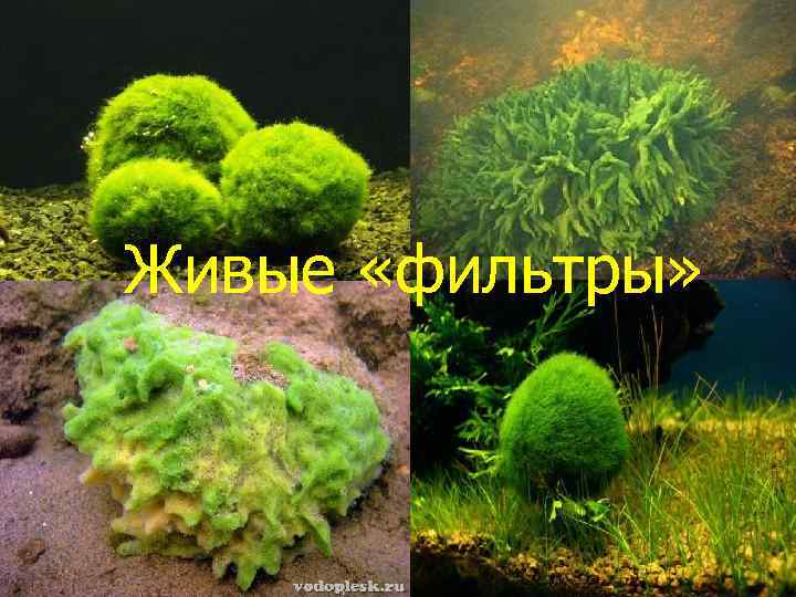 Живые «фильтры» 