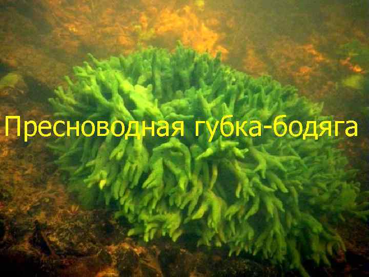 Пресноводная губка-бодяга 